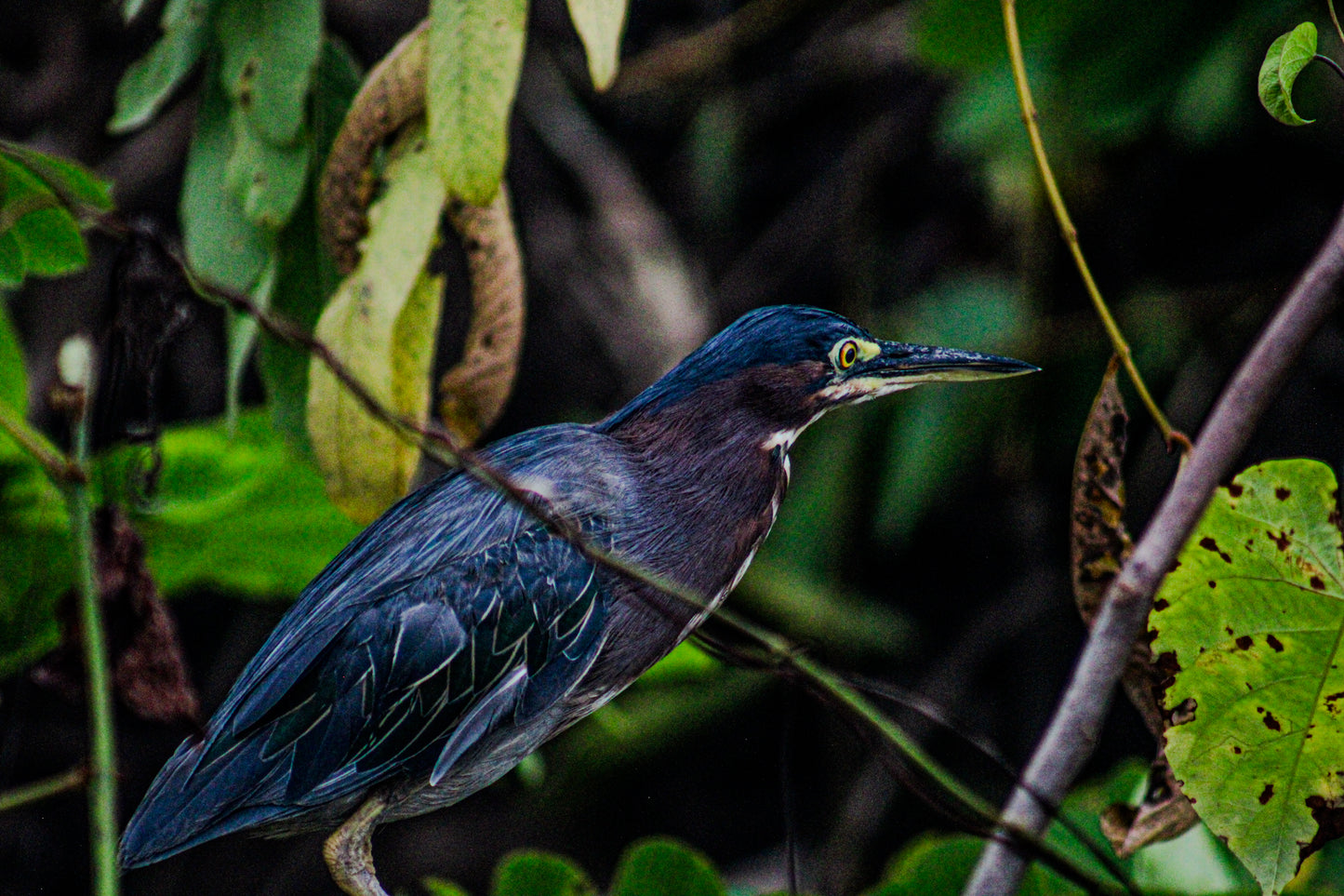 Color Suspicious Bird