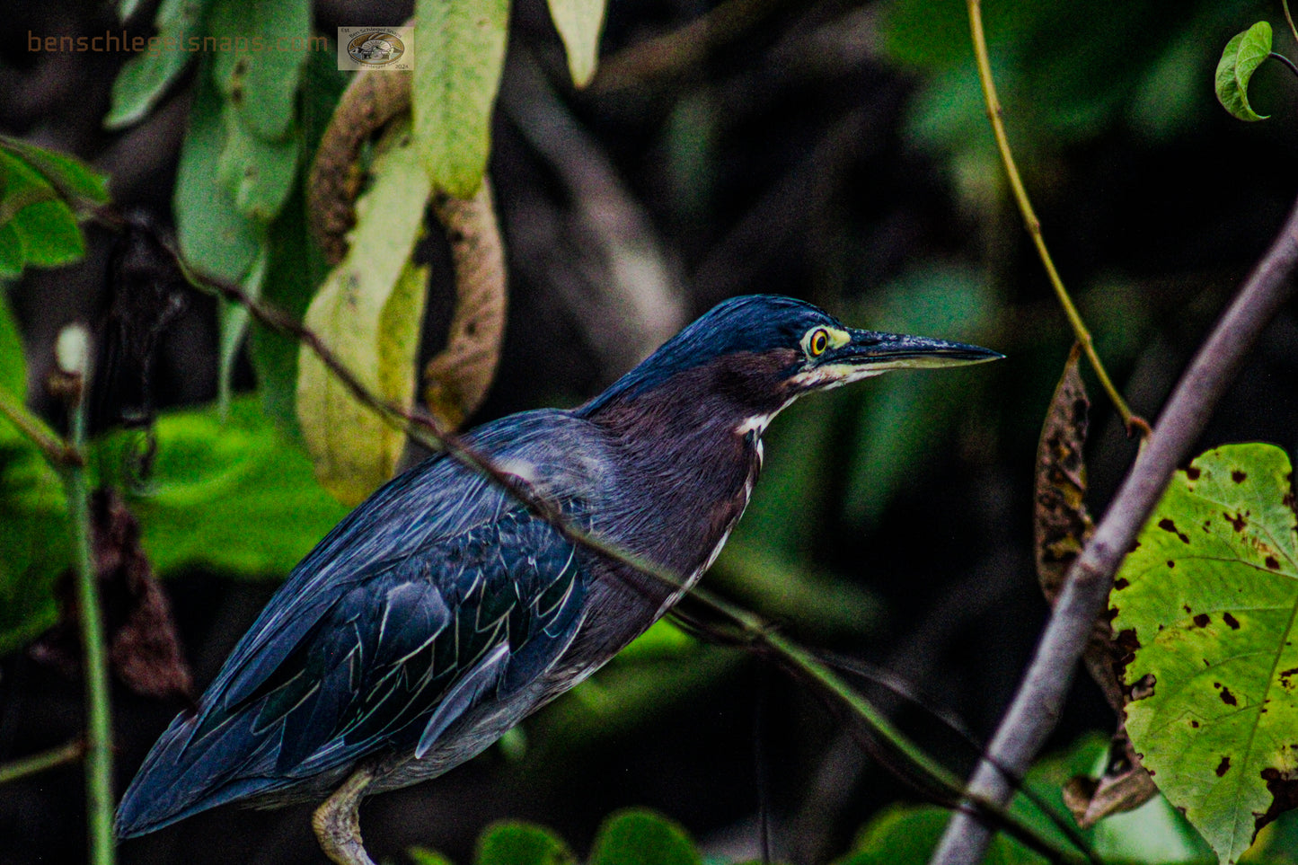 Color Suspicious Bird