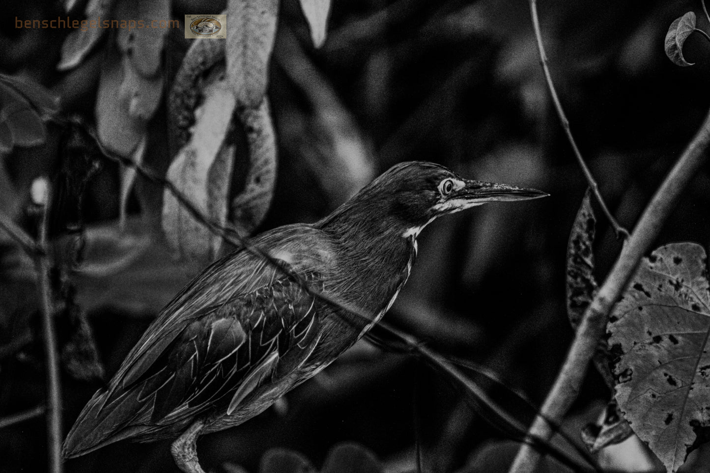 Black & White Suspicious Bird