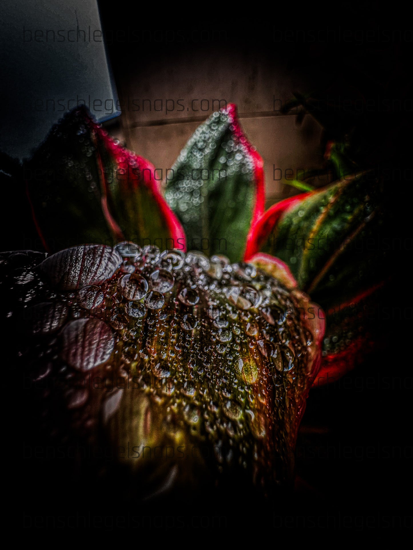 Color Spike Plant