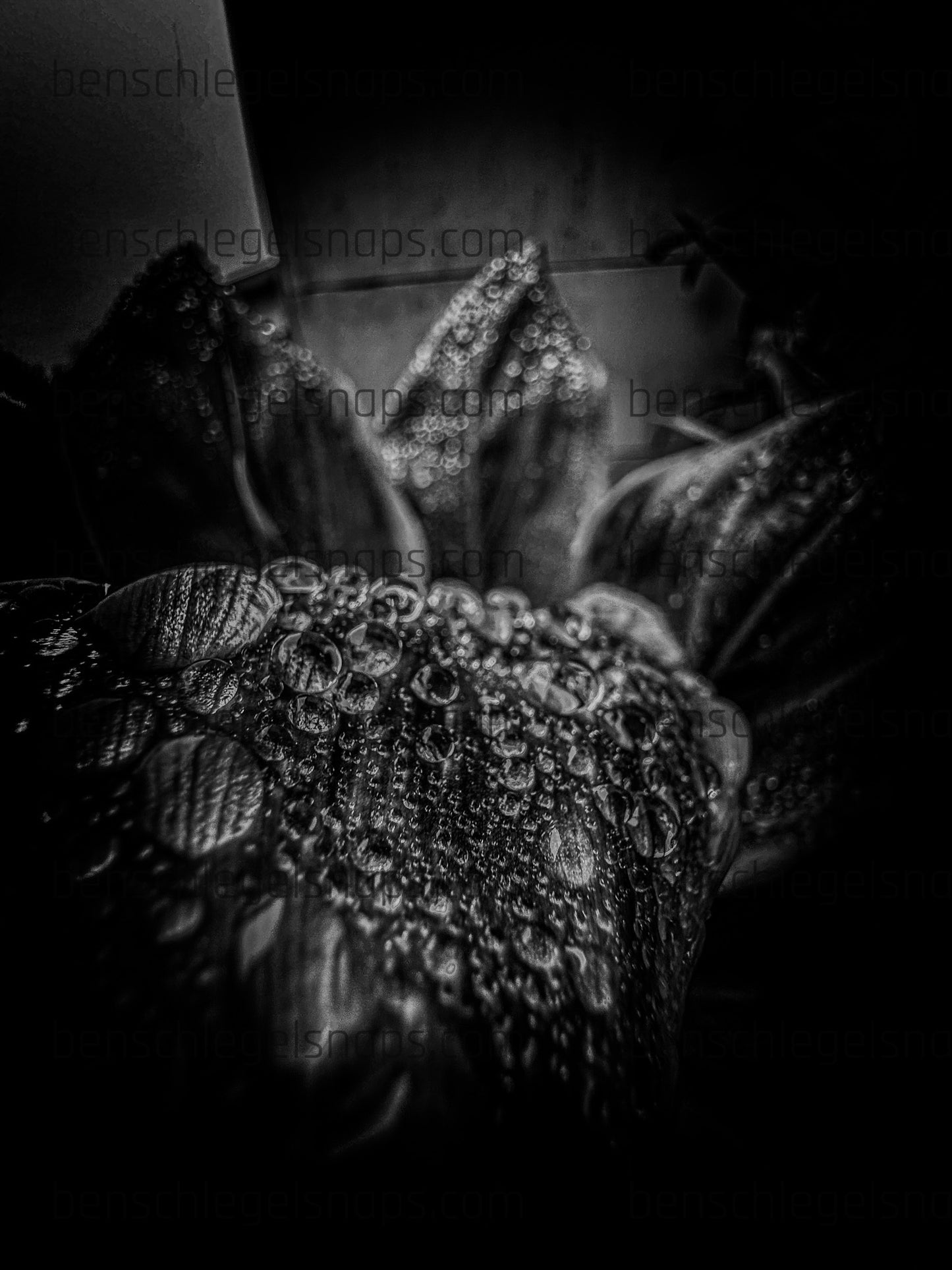 Black & White Spike Plant