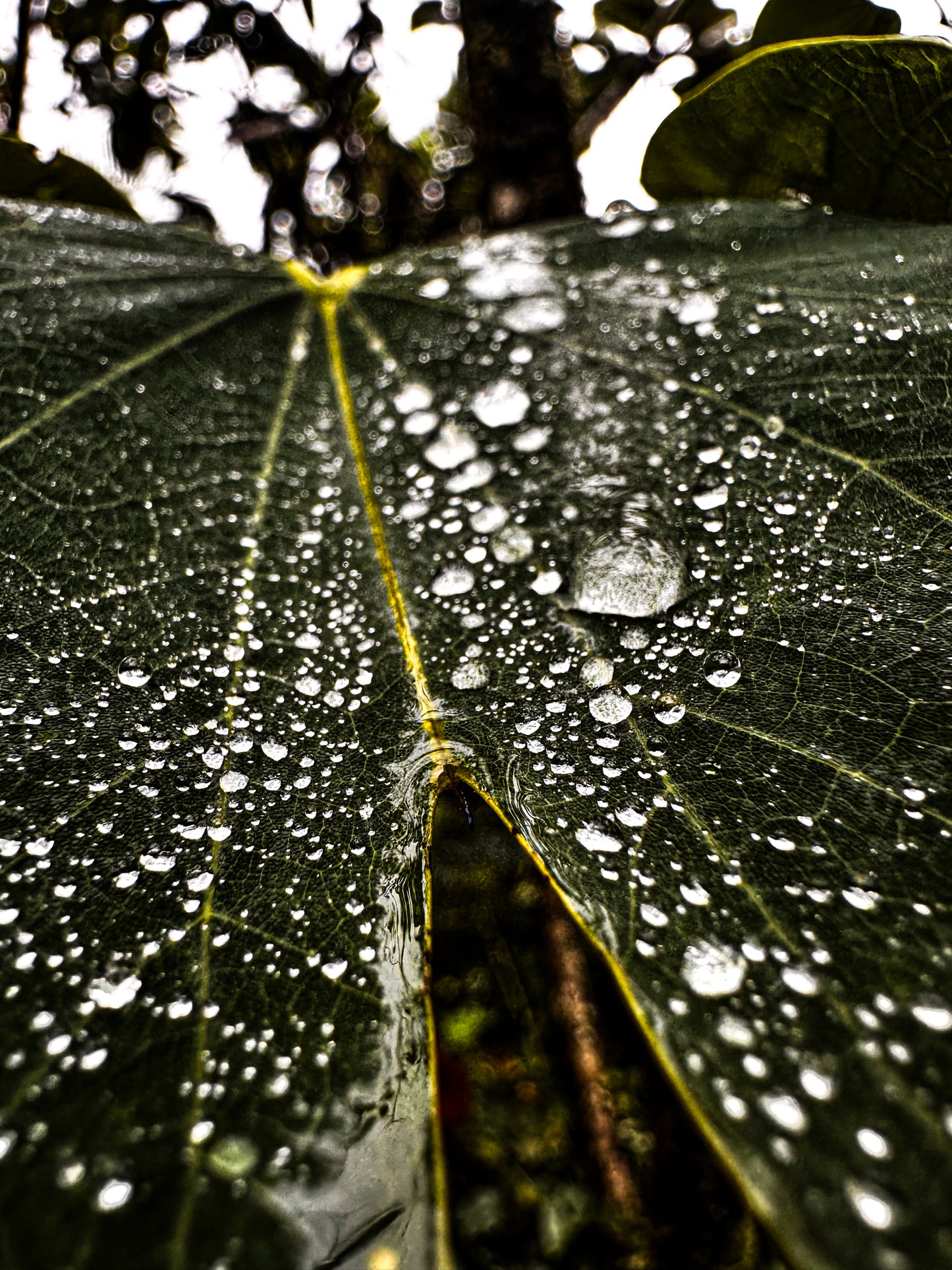 Color Split Rain Leaf