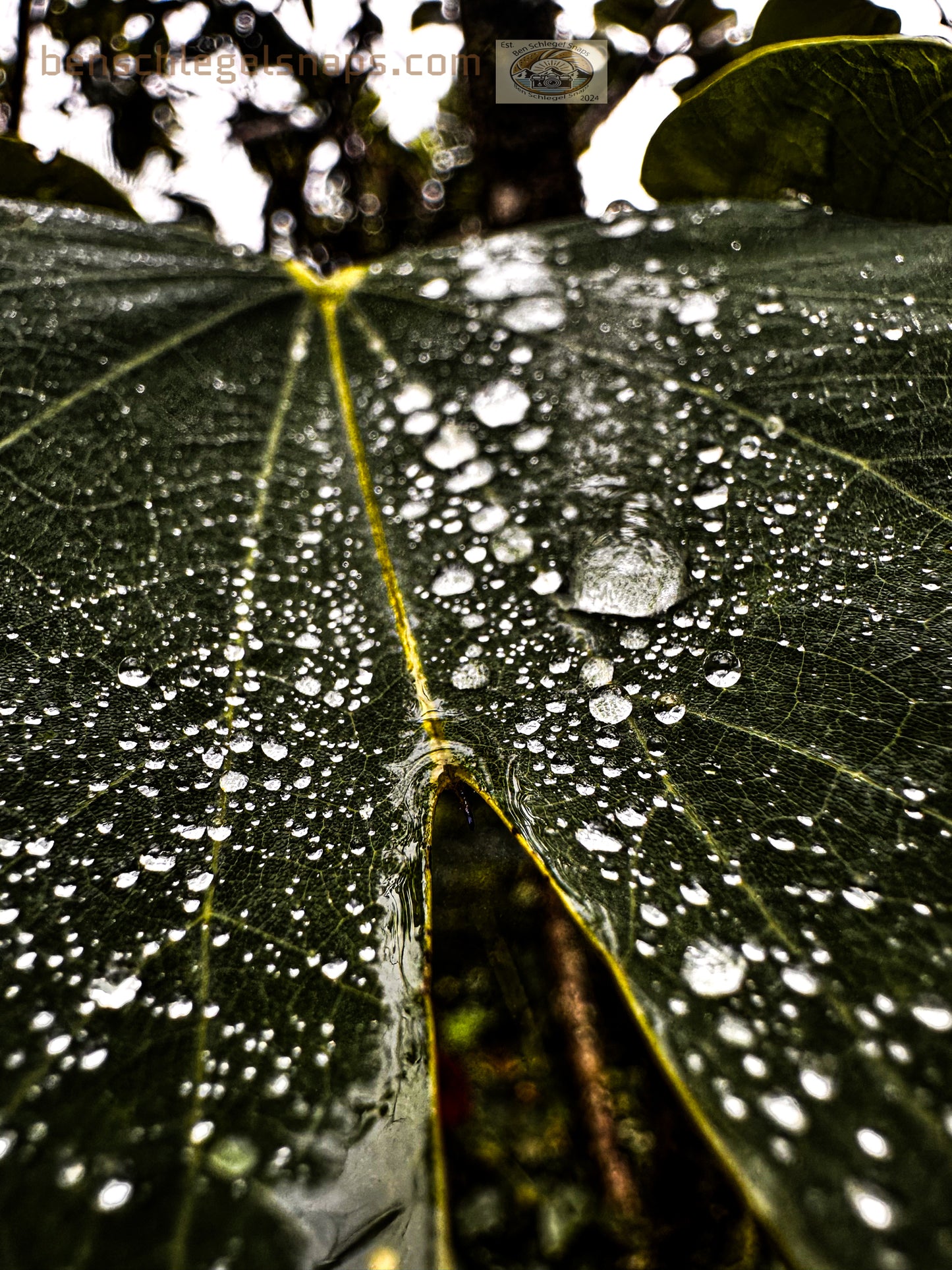 Color Split Rain Leaf