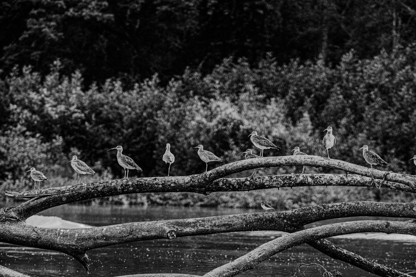 Black & White Bird Tree