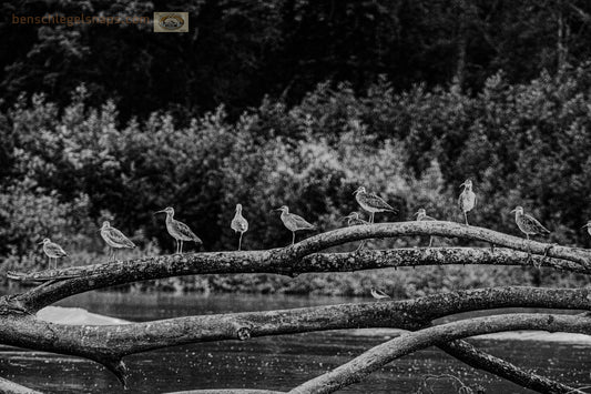 Black & White Bird Tree