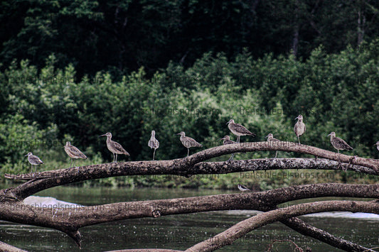 Color Submerged Tree