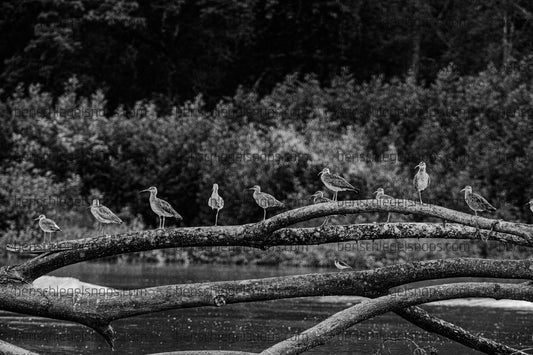 Black & White Bird Tree