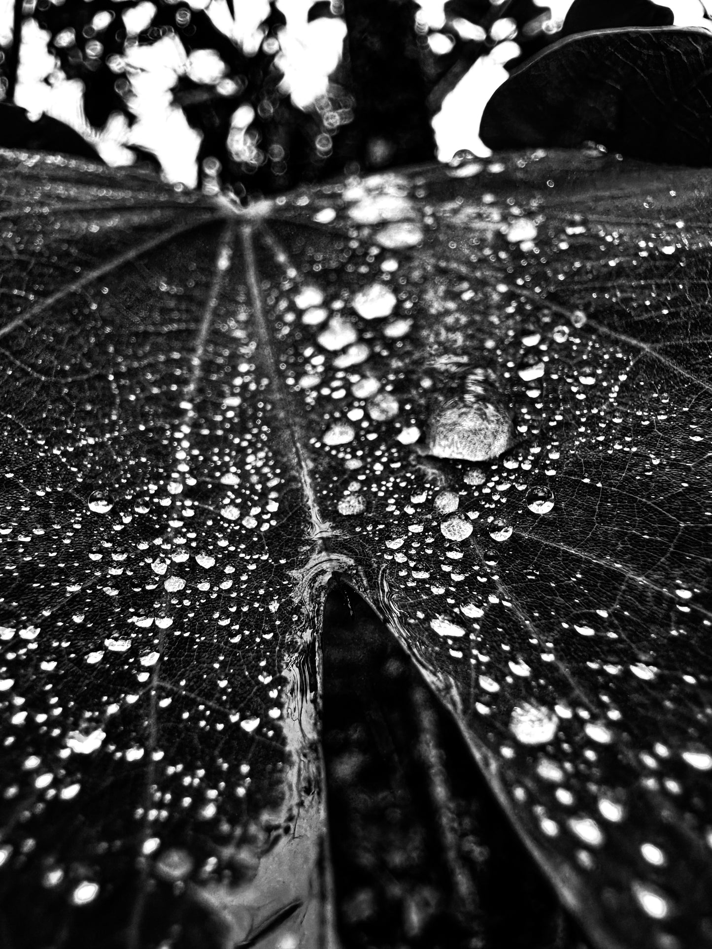 Black & White Split Rain Leaf