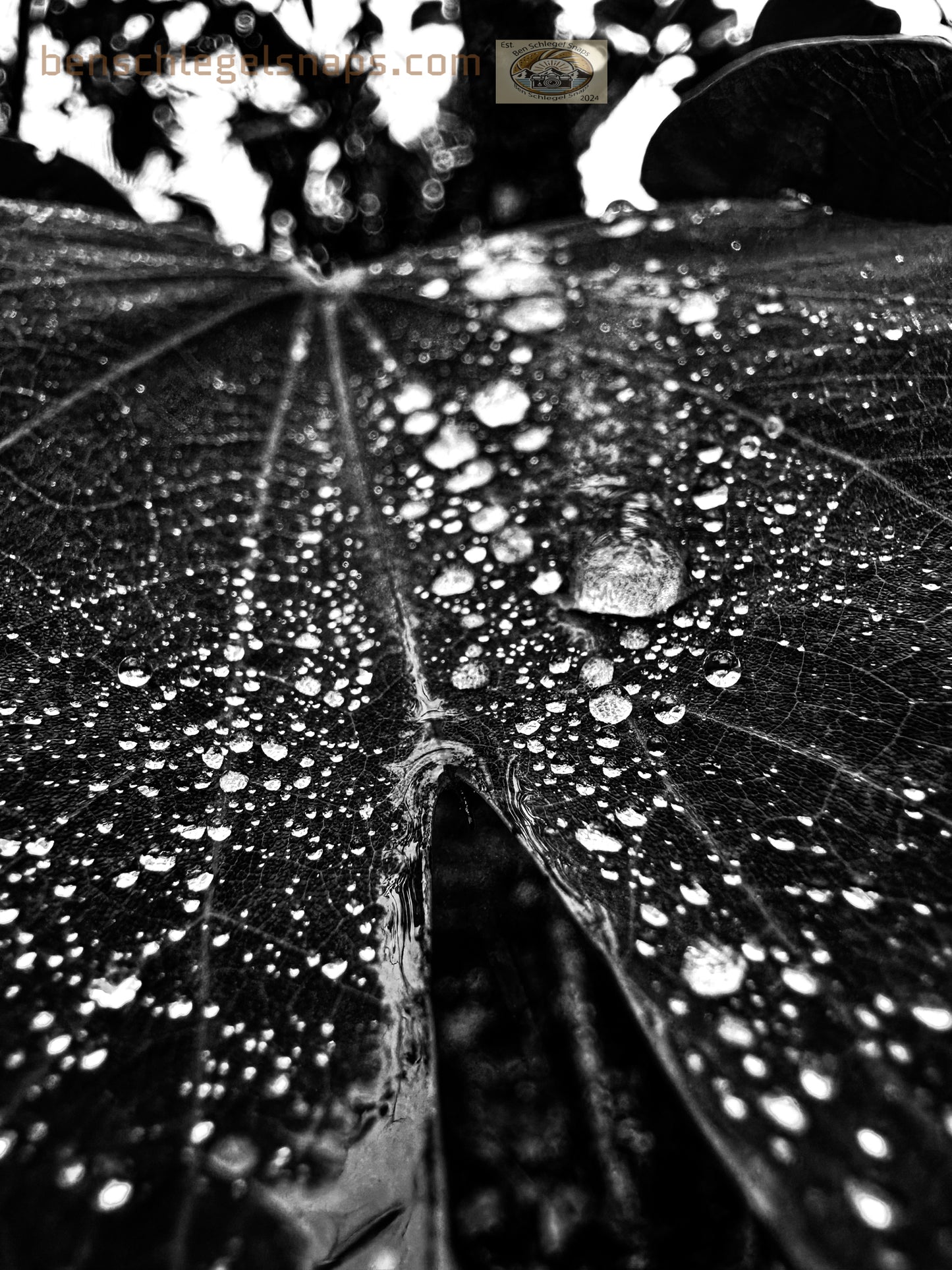 Black & White Split Rain Leaf