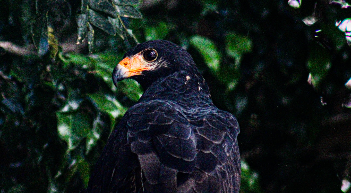 Color Interested Hawk