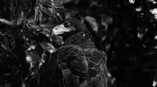 Black & White Interested Hawk