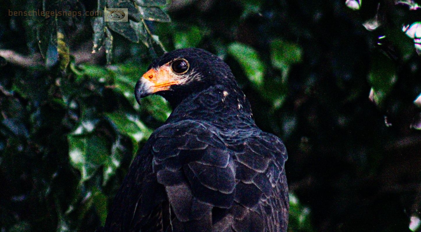 Color Interested Hawk