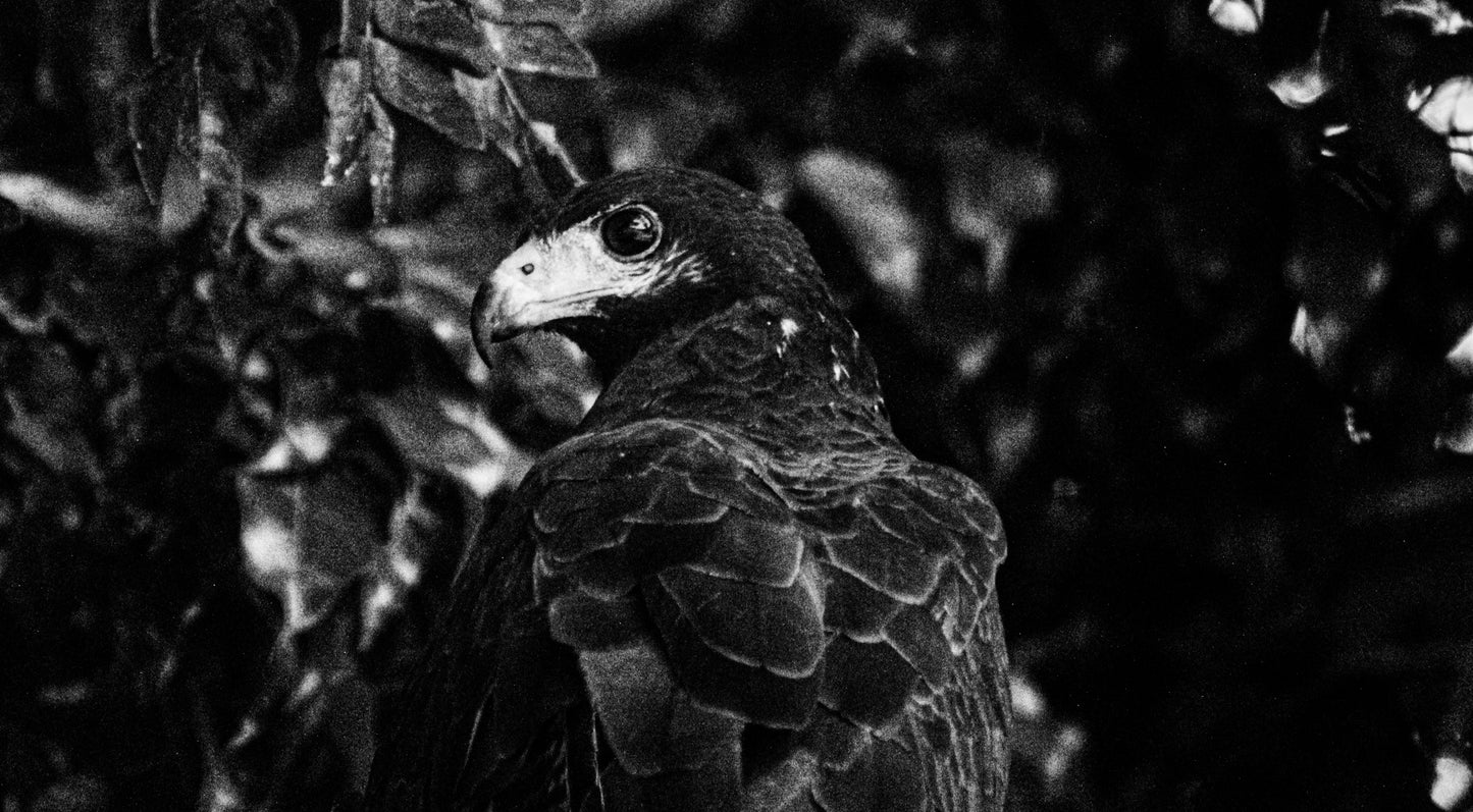 Black & White Interested Hawk