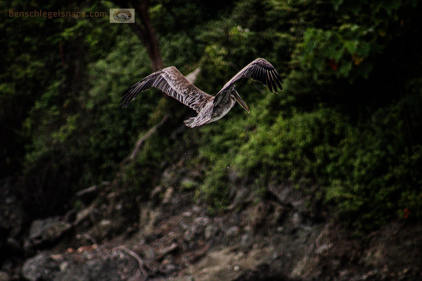 Color Hunting Pelican