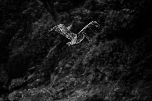Black & White Hunting Pelican