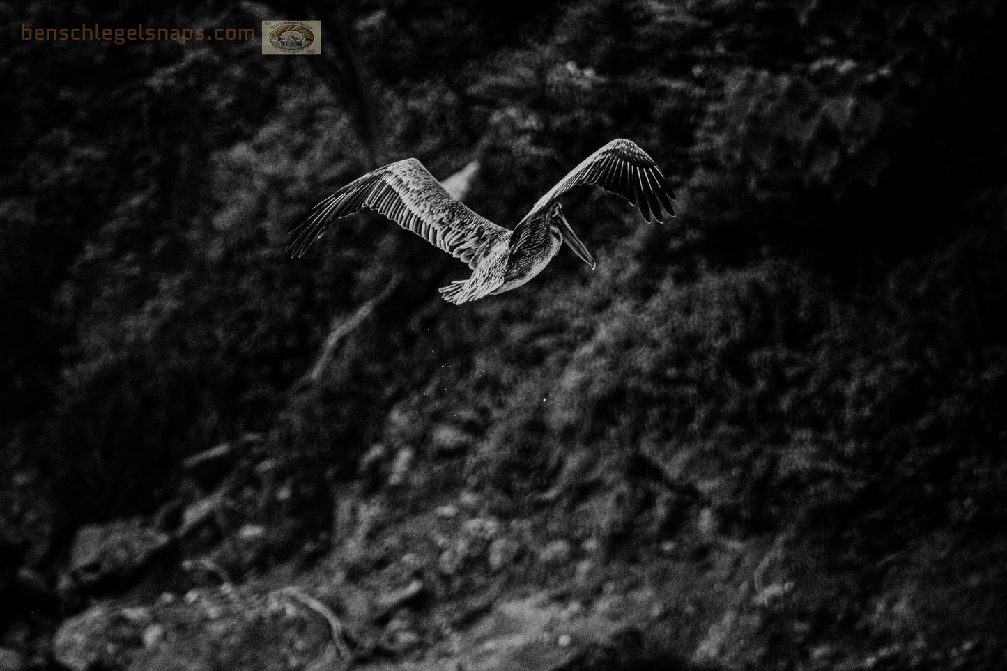 Black & White Hunting Pelican