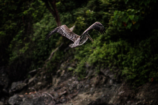 Color Hunting Pelican