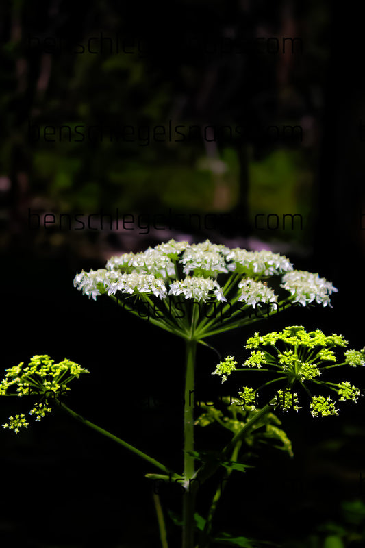 Color Dome Flower Top
