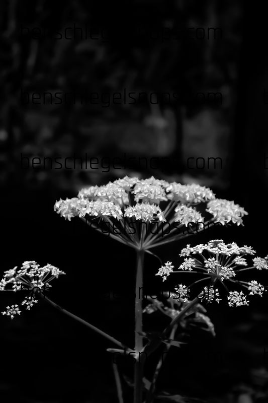 Black & White Dome Flower Top