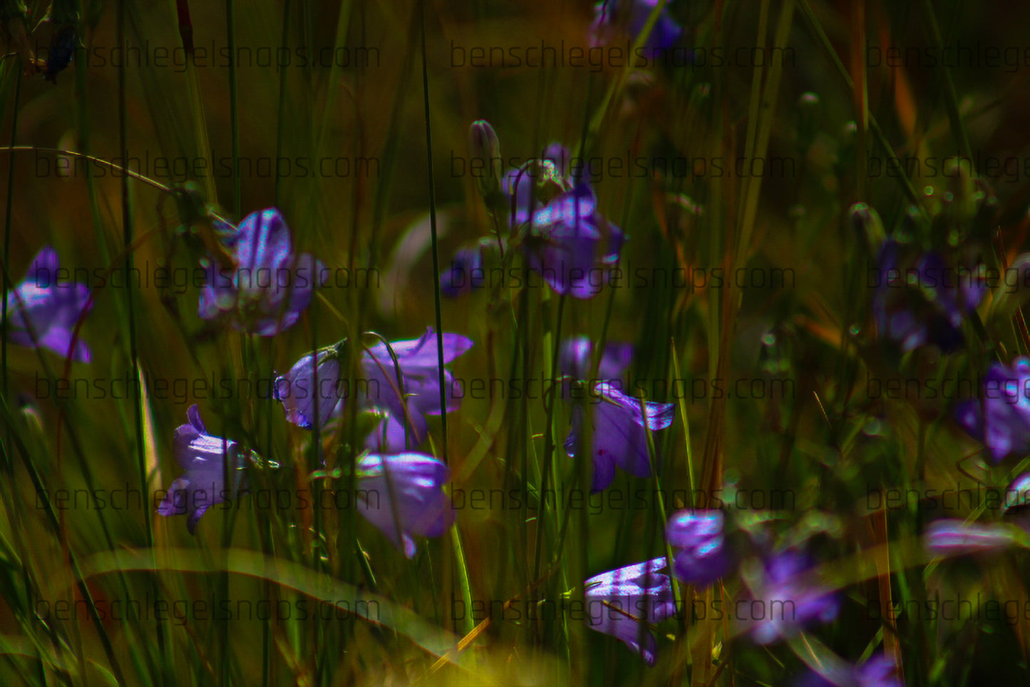 Color Hidden Flowers