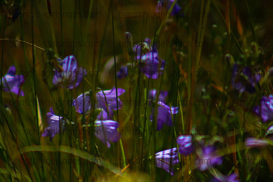 Color Hidden Flowers