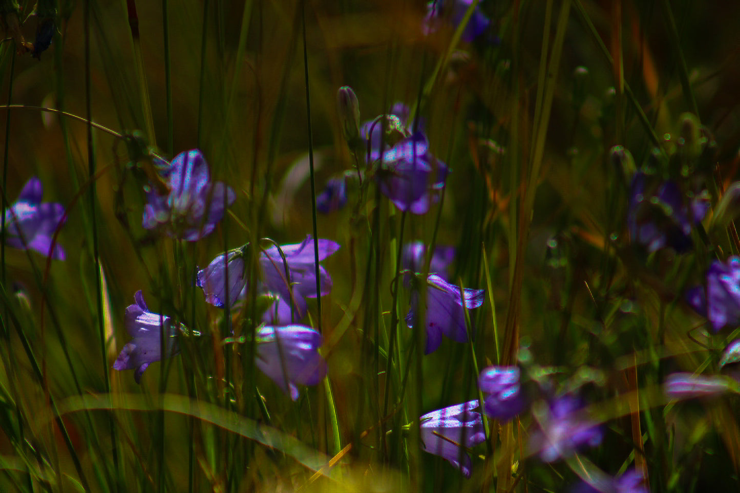 Color Hidden Flowers