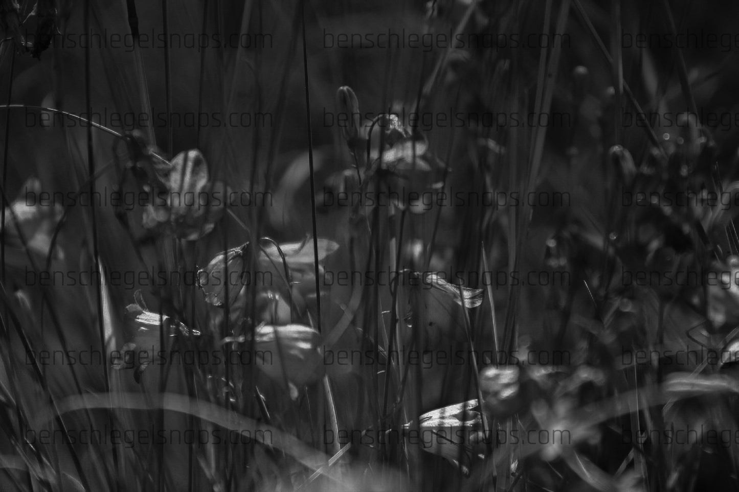 Black & White Hidden Flowers