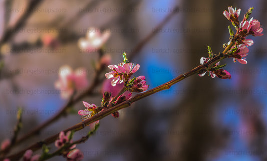 Color Blooming Spring