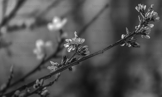 Black & White Blooming Spring