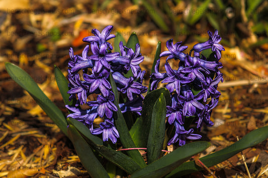 Color Flower Cones