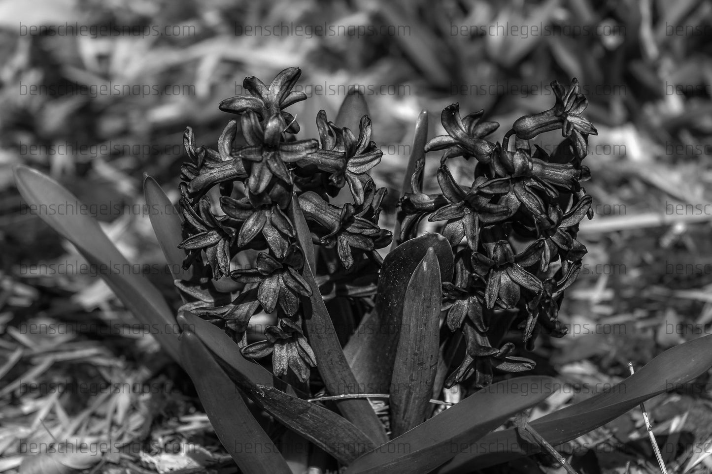 Black & White Flower Cones