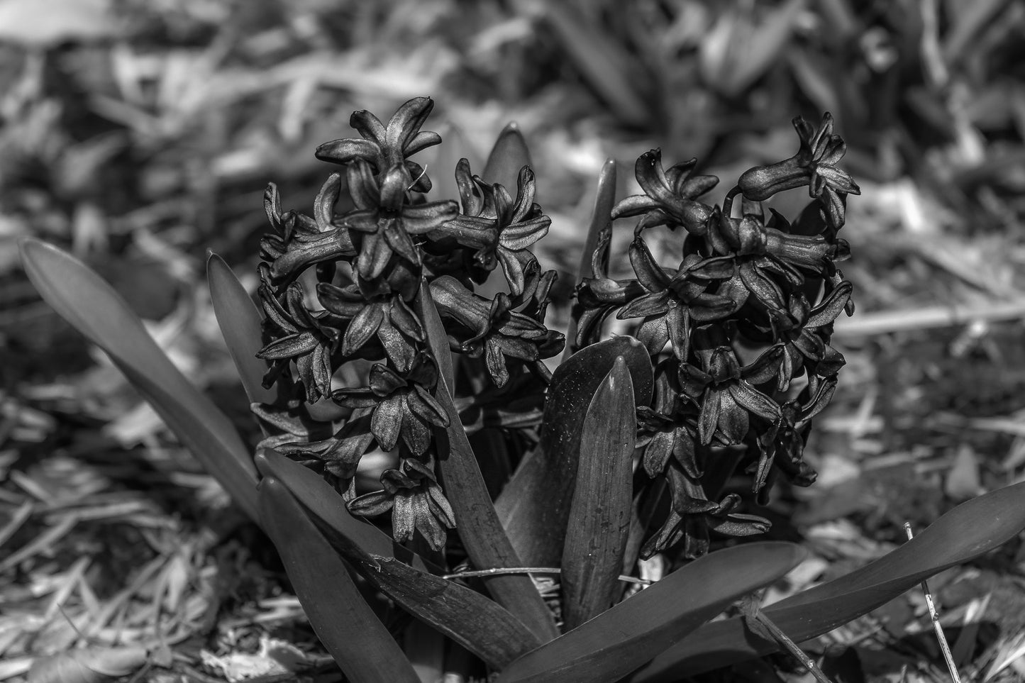 Black & White Flower Cones