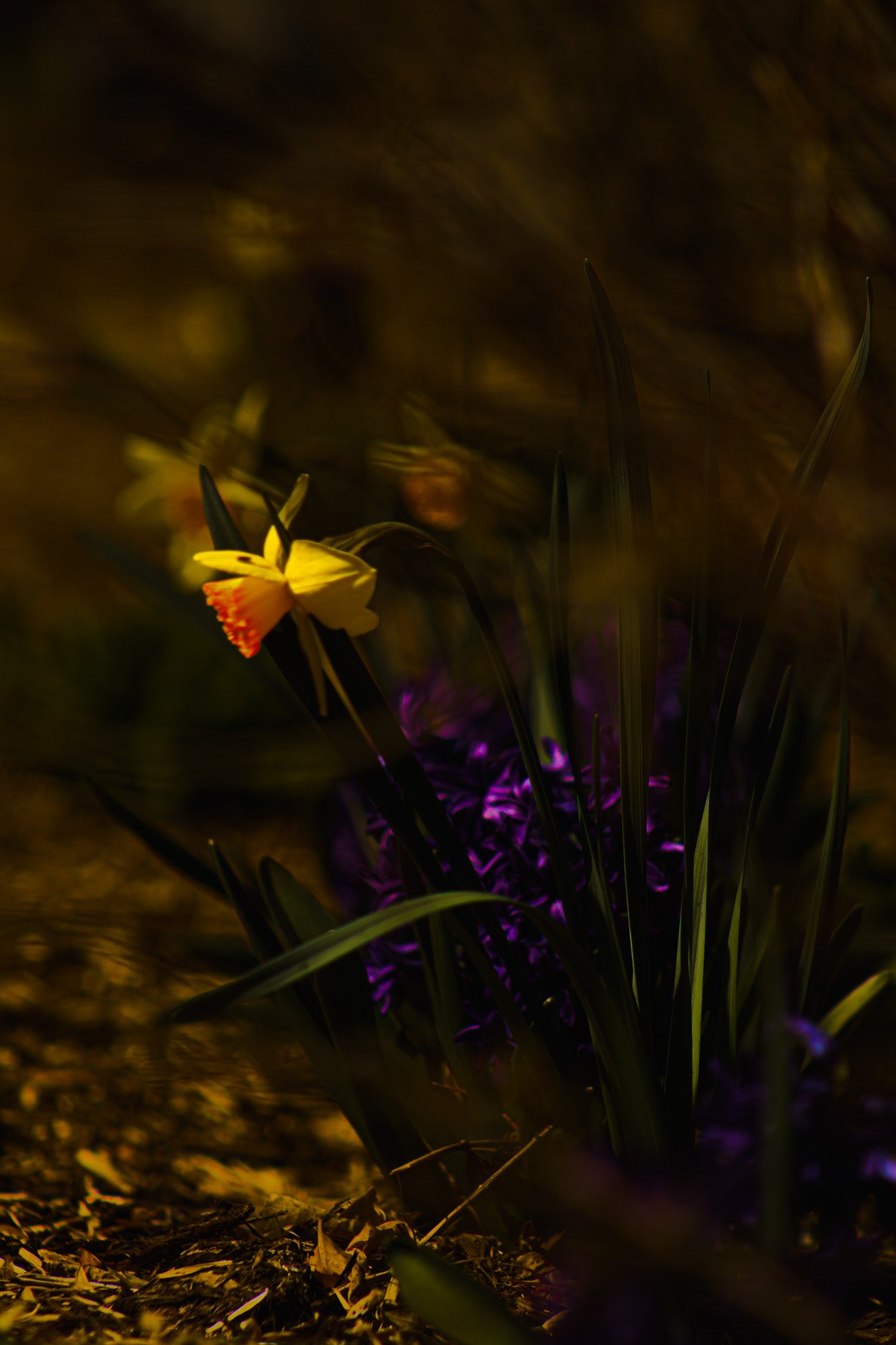Color Emerging Spring