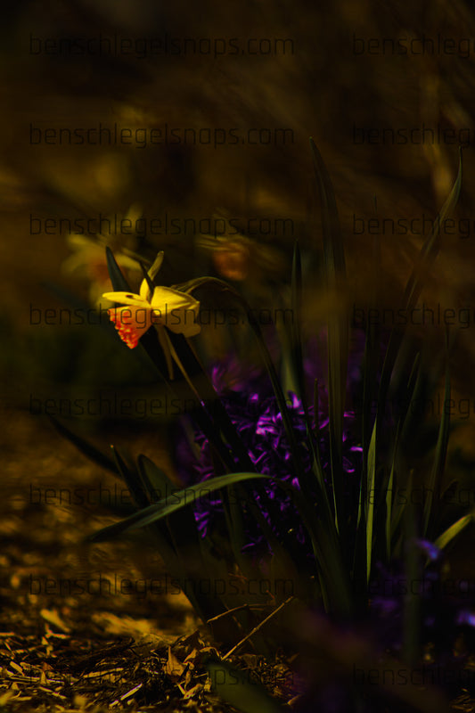 Color Emerging Spring