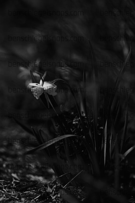 Black & White Emerging Spring