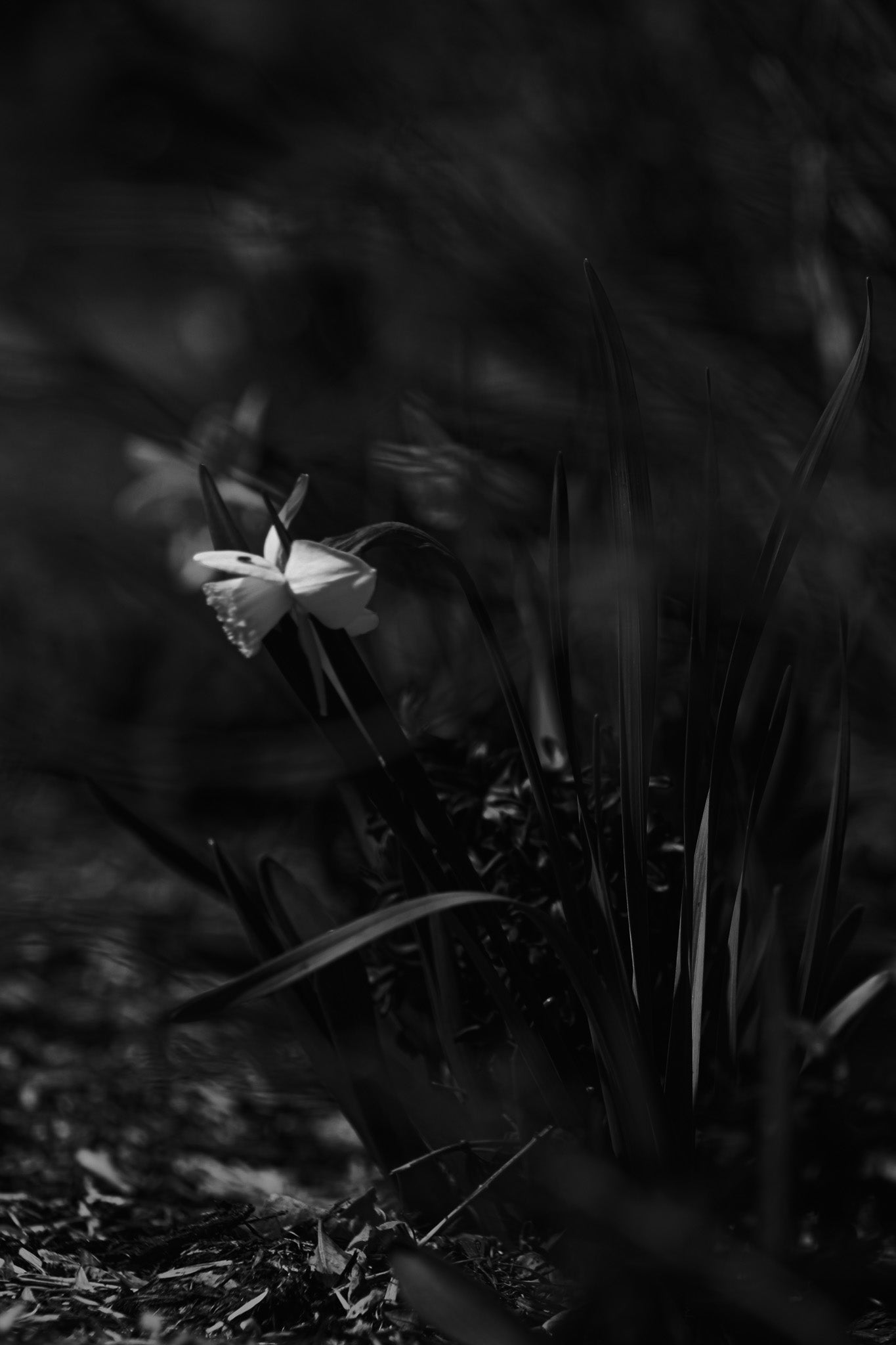 Black & White Emerging Spring